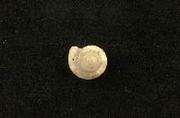 藏品(老子盾蝸牛)的圖片